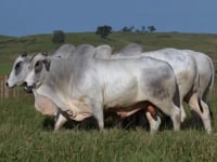 Lote 134