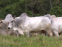 Lote 135