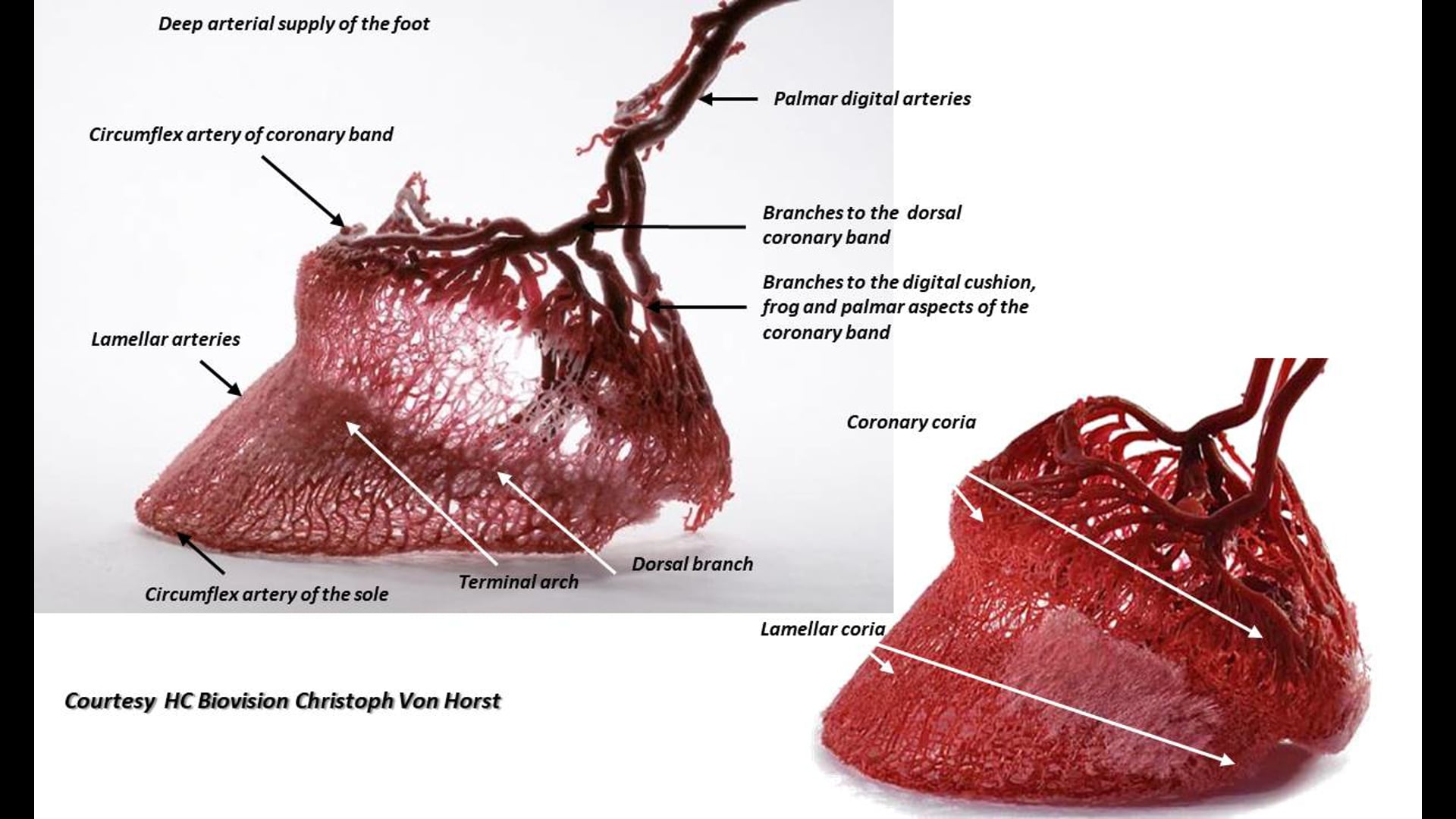 Vascular supply to the equine limb.