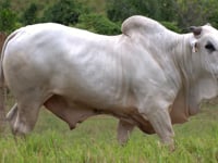 Lote 49