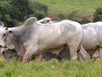 Lote 144