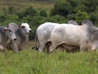 Lote 145