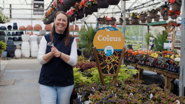 Coleus Spotlight | Tips for Growing in Full Sun to Full Shade
