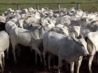Lote 02