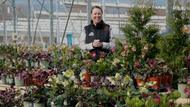 Hellebore Spotlight | Grow Lenten Roses for Shade, Deer Resistance & Long-Lasting Blooms