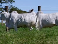 Lote 38
