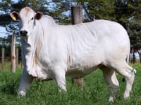 Lote 43