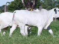 Lote 54