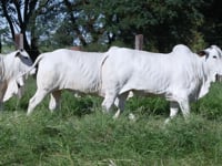 Lote 55