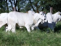 Lote 56