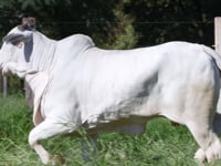Lote 62