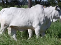 Lote 63