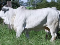 Lote 65