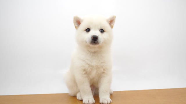 ハーフ犬(豆スピッツ) ホワイト 男の子 イーアスつくば店 ハーフ犬(豆スピッツ) ホワイト 男の子 イーアスつくば店