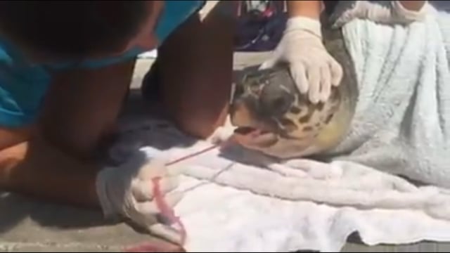 Κεφαλλονιά: Έσωσαν τη θαλάσσια χελώνα Caretta - caretta που είχε καταπιεί δίχτυ 28-8-2017
