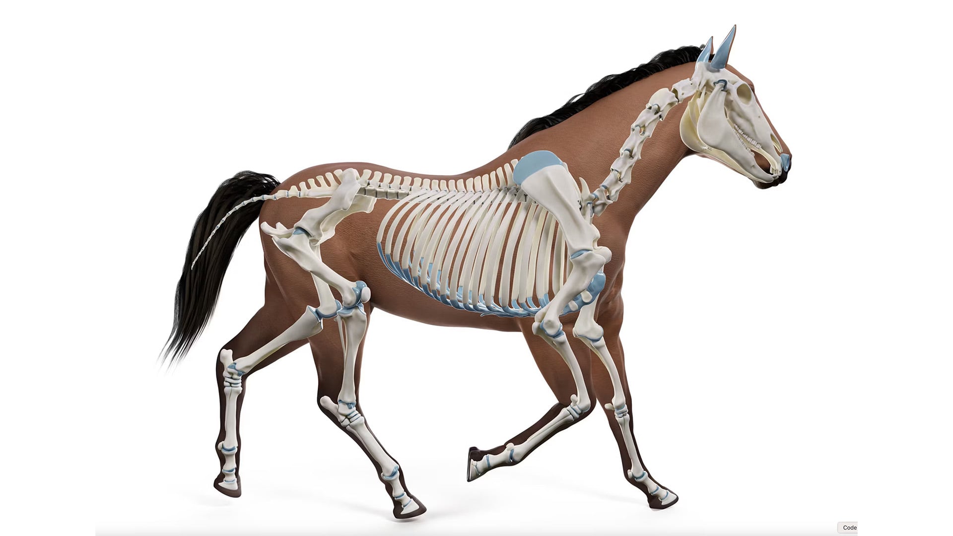 Equine joints, how do the function