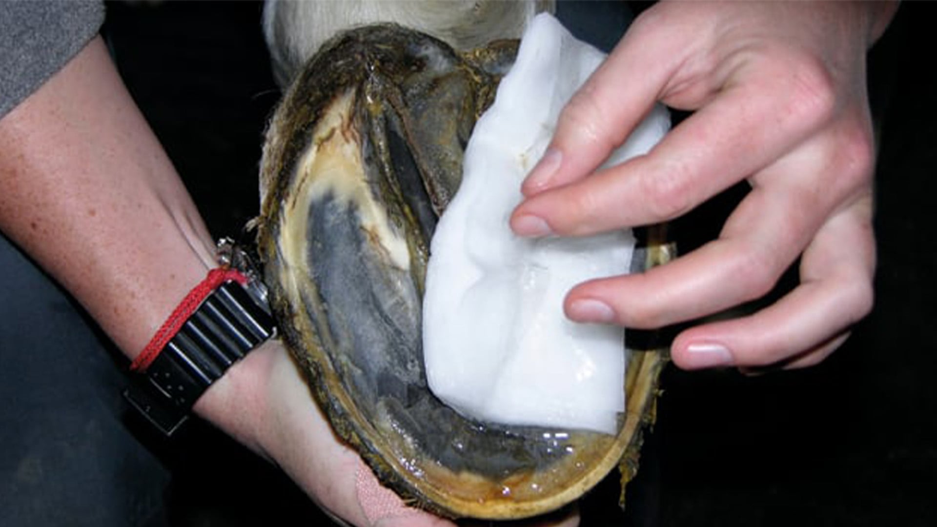 Defining hoof abscesses, classification, causes, syptoms and treatment