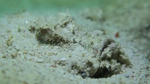 1146_Spiny devilfish close up