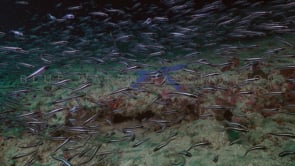 0113_False Catfish and blue star fish