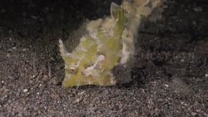0139_Sea grass filefish at night