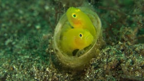 0232_Two yellow Goby with eggs
