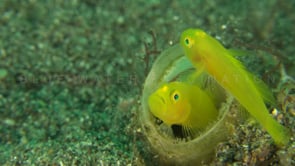 0233_Two yellow Goby protecting eggs