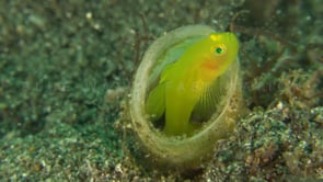 0234_Two yellow Goby with eggs