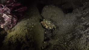 0237_Cowfish at night