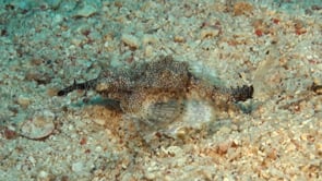 0348_Short Dragonfish walking on sand