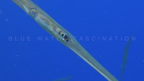 0377_Blue spotted Cornetfish close up in blue ocean