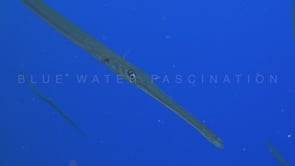 0378_Blue spotted Cornetfish passing close in the blue