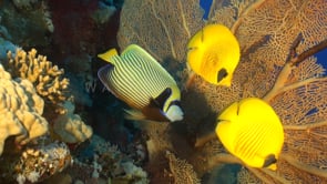 0380_Emperor Angelfish with Bluecheek Butterflyfish