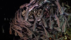 0581_Group of False catfish at night