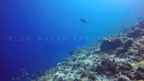 0607_Jackfish hunting shoal fussilier