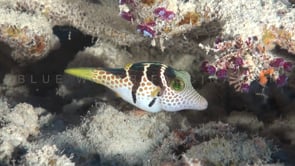 0606_Valentins sharpnose Pufferfish