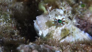 0656_White Blenny close up
