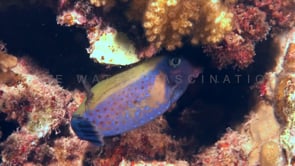 0729_Blue-spotted Boxfish close up