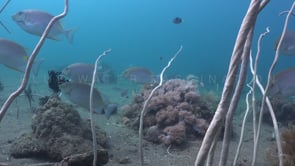 0832_Rabbitfishes on sandy reef