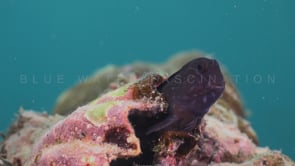 0847_Blenny close up in sea shell