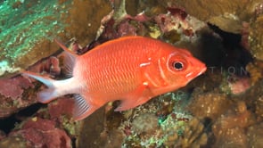 1220_Soldierfish close up