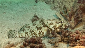 1226_White spotted Grouper on coral reef