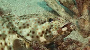 1227_White spotted Grouper close up