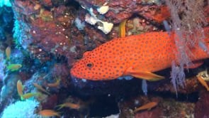 1229_Red Jewel Grouper on coral reef