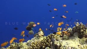 1321_Butterflyfishes on coral reef