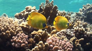 1332_Yellow Butterflyfishes close up