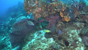1393_Caesar Grunt on coral reef