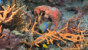 1396_Two queen Angelfish on coral reef