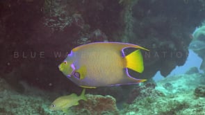 1397_Queen Angelfish close up on coral reef