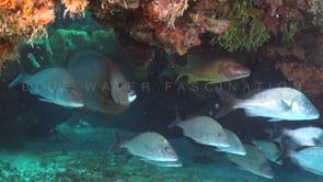 1399_Grey Angelfish and snappers in overhang