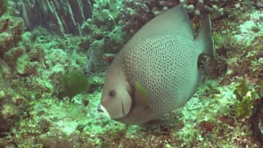 1400_Grey Angelfish super close up on coral reef